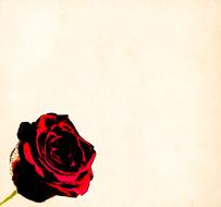 red rosebud art