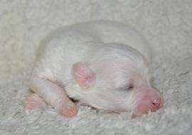 Puppy New Born Dog Coton Tulear