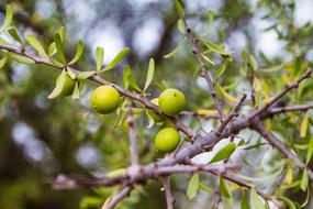 olive branch
