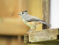 Bird Wildlife Gray Top