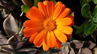 Nature Flower Plant