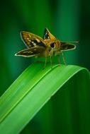 beautiful yellow black insect on a green leaf