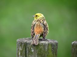 Bird goldammer in wildlife