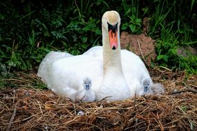 Swan Nest Chicken