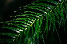 green leaves on a branch on a black background