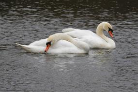 Swan Bird Waters
