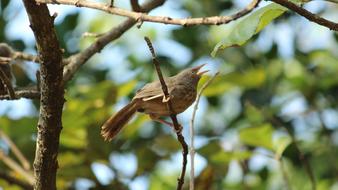 wild little bird on the tree