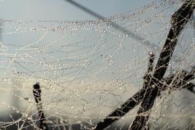 wet cobwebs on the branches