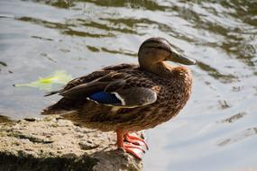Duck bird at Water Bank