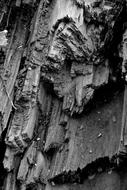 black and white Old Tree