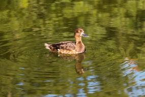 a one-legged duck in a beautiful lake.