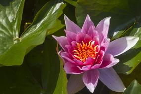 Plant Flower Blossom
