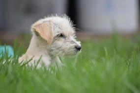 mans best friend in the grass