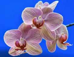 Flower Tropical Exotic