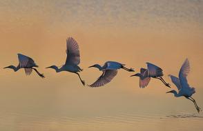 Bird Wildlife Flight