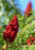 red big flower