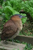 Bird Nature Wildlife