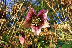 a big bud in the dry grass