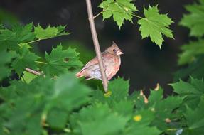 brown Bird on Branch