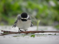 Chickadee Chick Bird