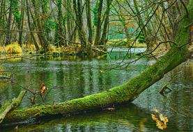 Waters Nature Wood