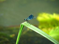 Nature Insect Leaf