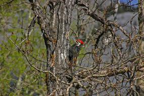 Tree Bird Nature