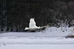 Animal Wood Bird Wild