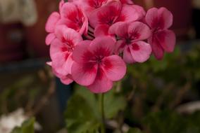 Flower Plant Nature