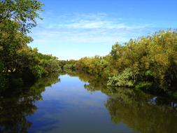 green river with trees landscape