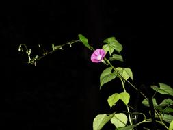 a beautiful flower with leaves in the night