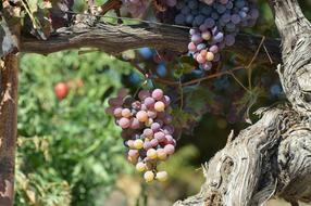 homemade juicy grapes in the garden