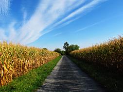 path in a beautiful field