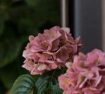 Flower Plant Nature