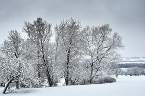 winter trees in the field landscape