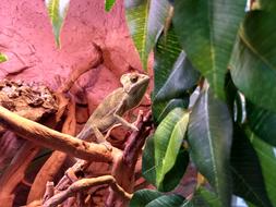 lizard on a branch in the leaves