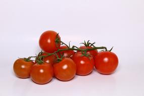 long branch of tomato