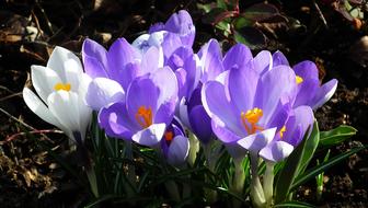 Nature Flower Crocus