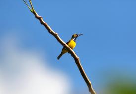 Bird Nature Wildlife