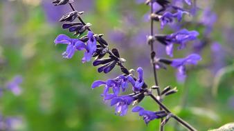 cute little flowers on a branch in the garden