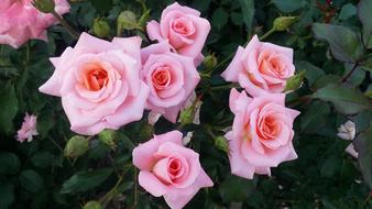 Flowers Rose Plants