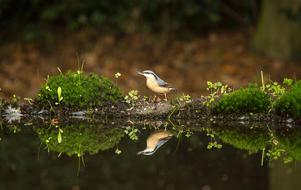 Bird Nature Reflection