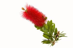 red flower with leaves on white background