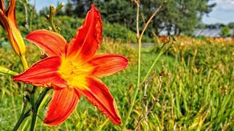 Flower Blooms Daylilies