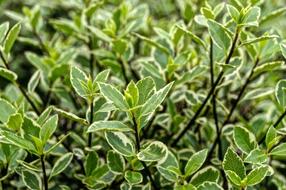 bushes in the field