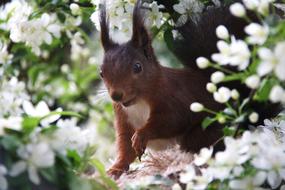 Squirrel