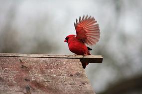 red cardinal bird on the roof