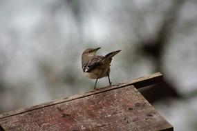 Bird Nature Wildlife