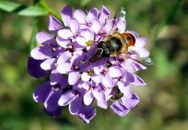 fluffy insect on a flower
