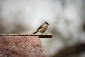 Bird Wildlife Nature